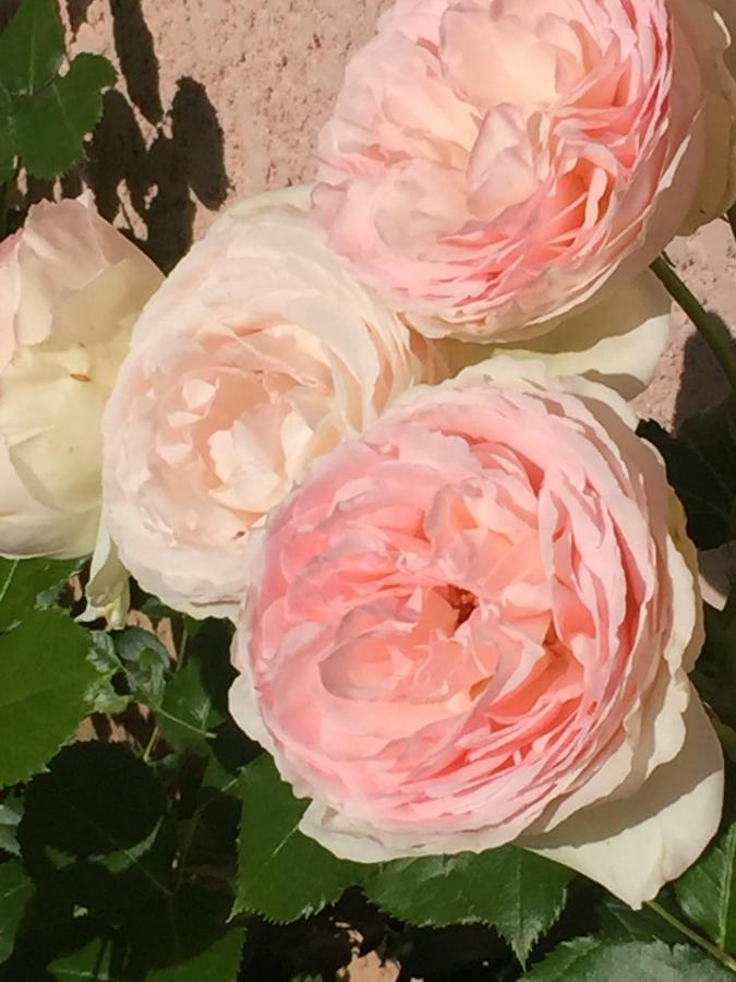 Rose Garden Mezzanine Bed and Breakfast Giverny Buitenkant foto